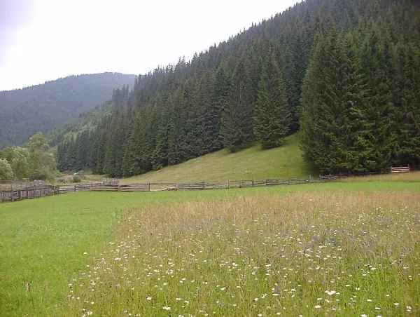 16. Gyímesi kaliba